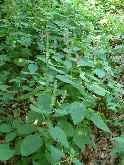 Stachys sylvatica / Erba betonica, vettonica